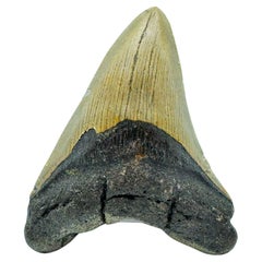 Megalodon Tooth // 4.2" High
