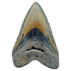 Antique Megalodon Tooth //4.25" High