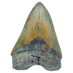 Antique Megalodon Tooth //4.25" High