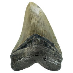 Antique Megalodon Tooth //4.26" High