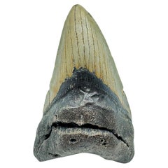 Antique Megalodon Tooth //4.27" High