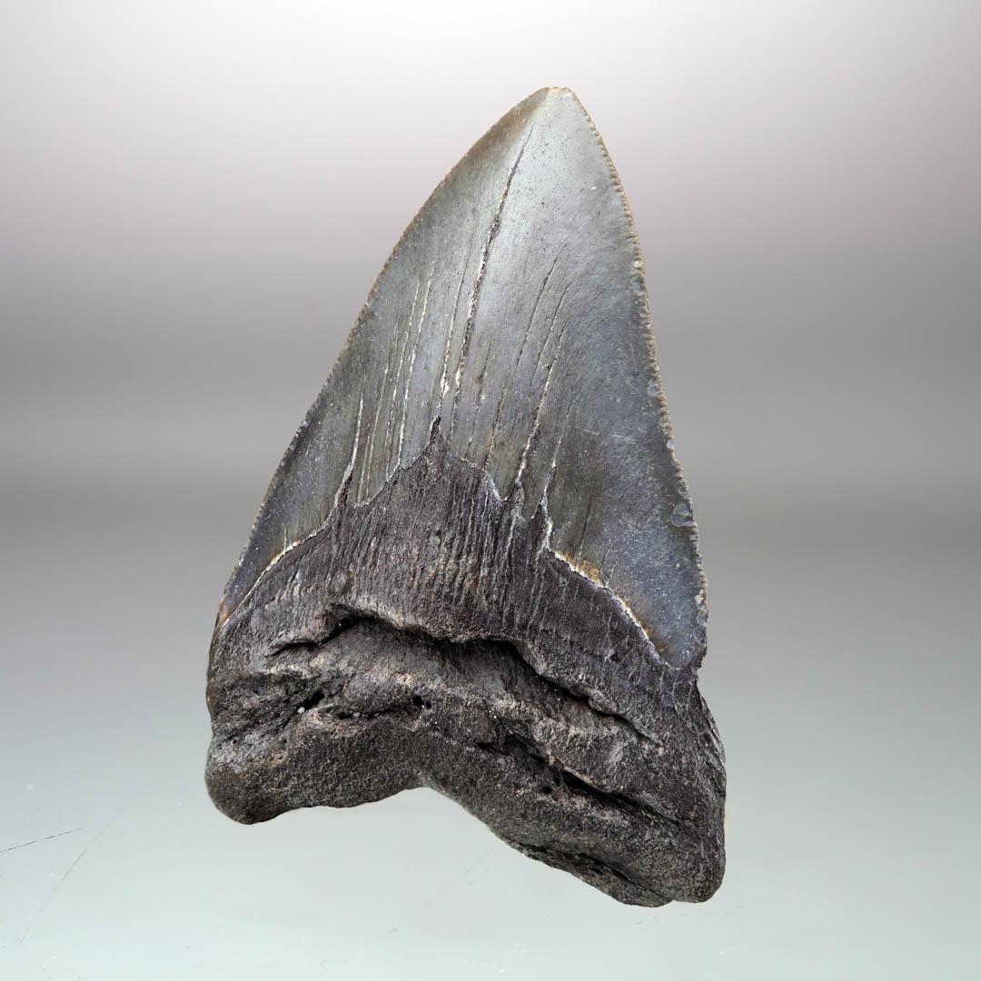 This significantly sized megalodon tooth is five to ten million years old out of South Carolina, USA. The megalodon was the most massive predatory shark to ever live. Reaching lengths of 70 feet or more, these behemoths ruled the oceans for more