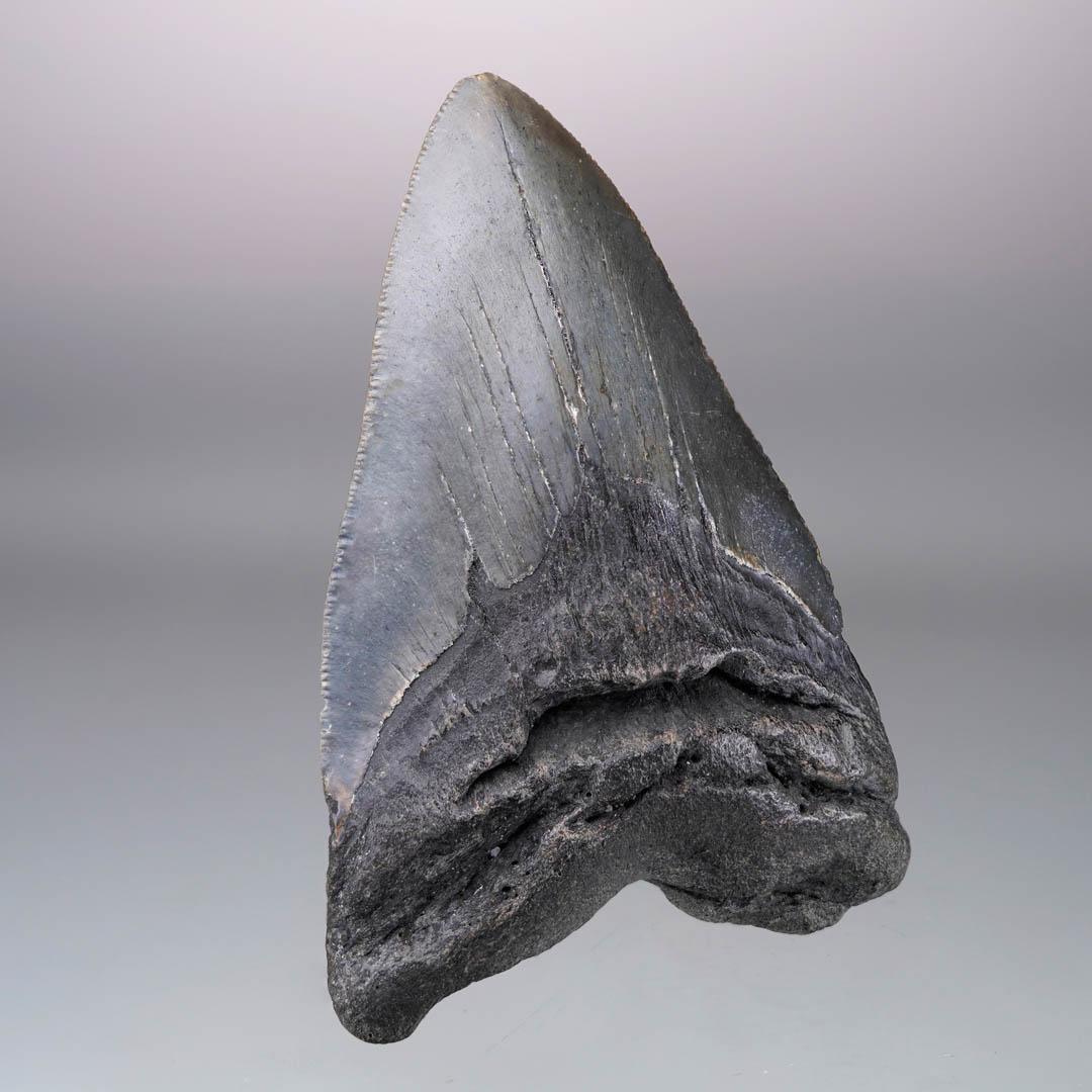 American Megalodon Tooth – 4.31