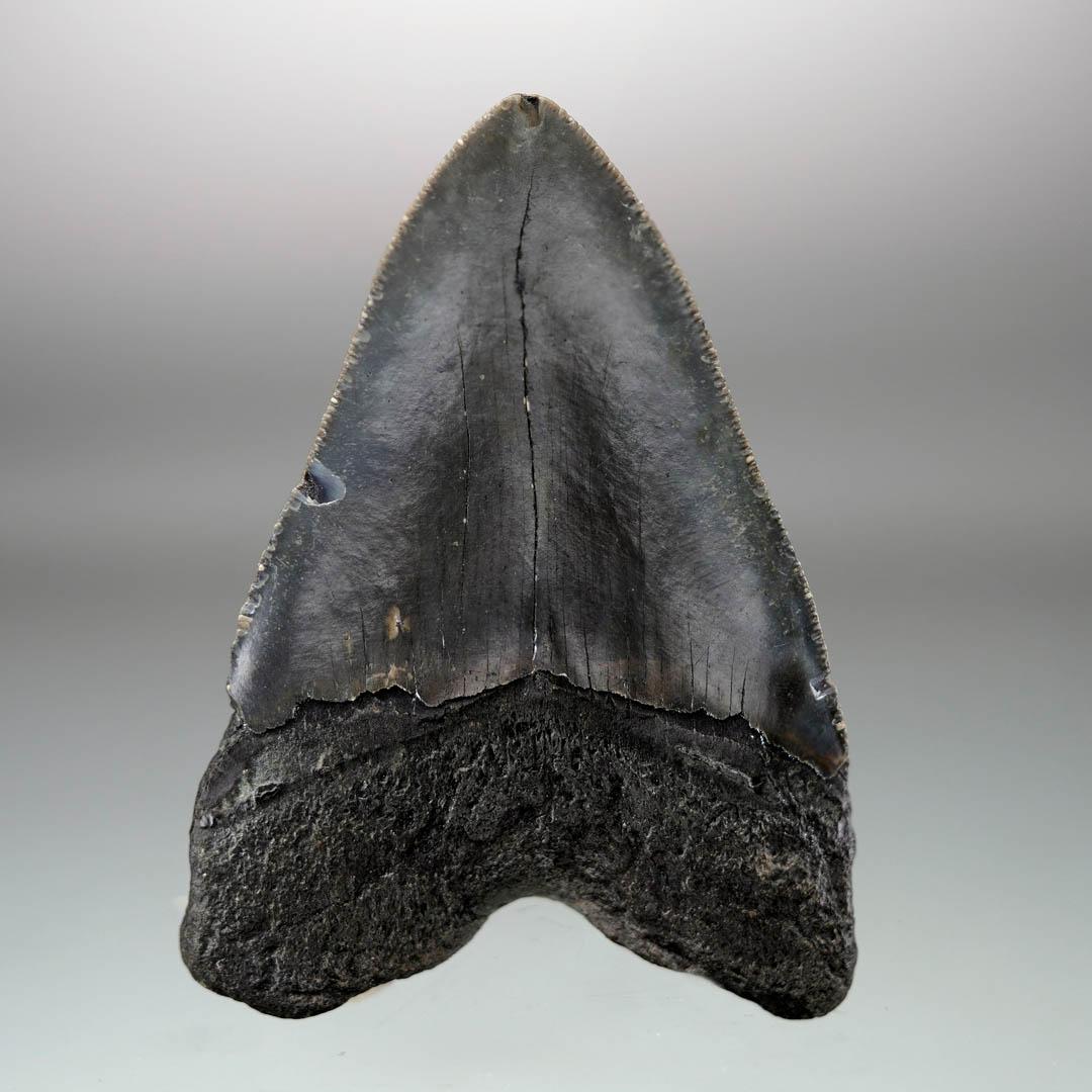 Megalodon Tooth – 4.31