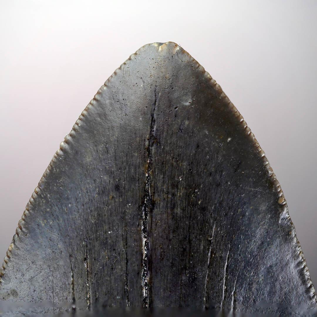 18th Century and Earlier Megalodon Tooth – 4.31