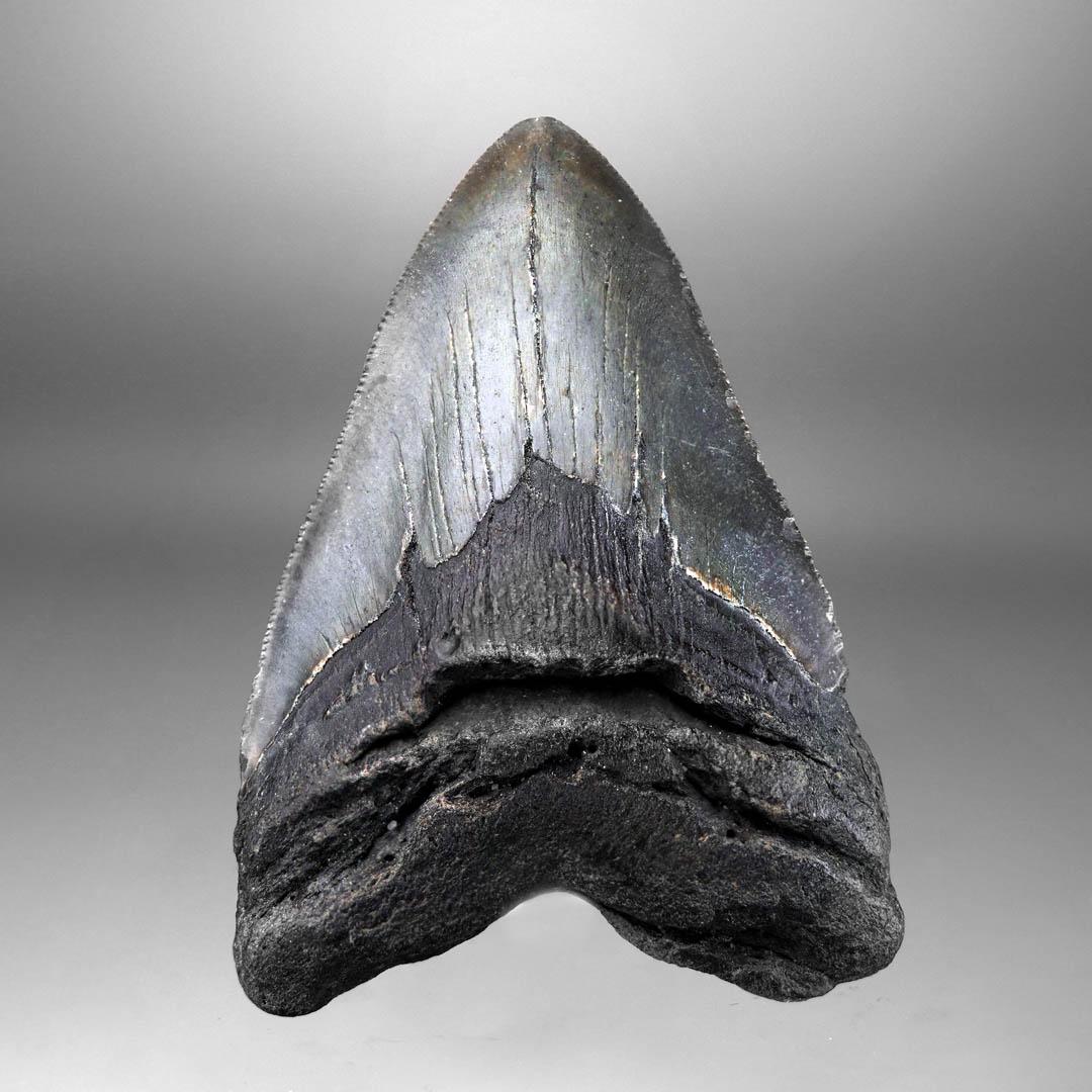 Other Megalodon Tooth – 4.31