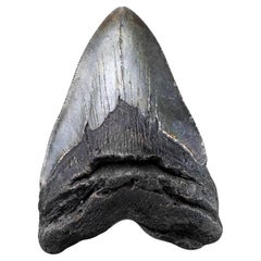 Megalodon-Zahn - 4,31" hoch