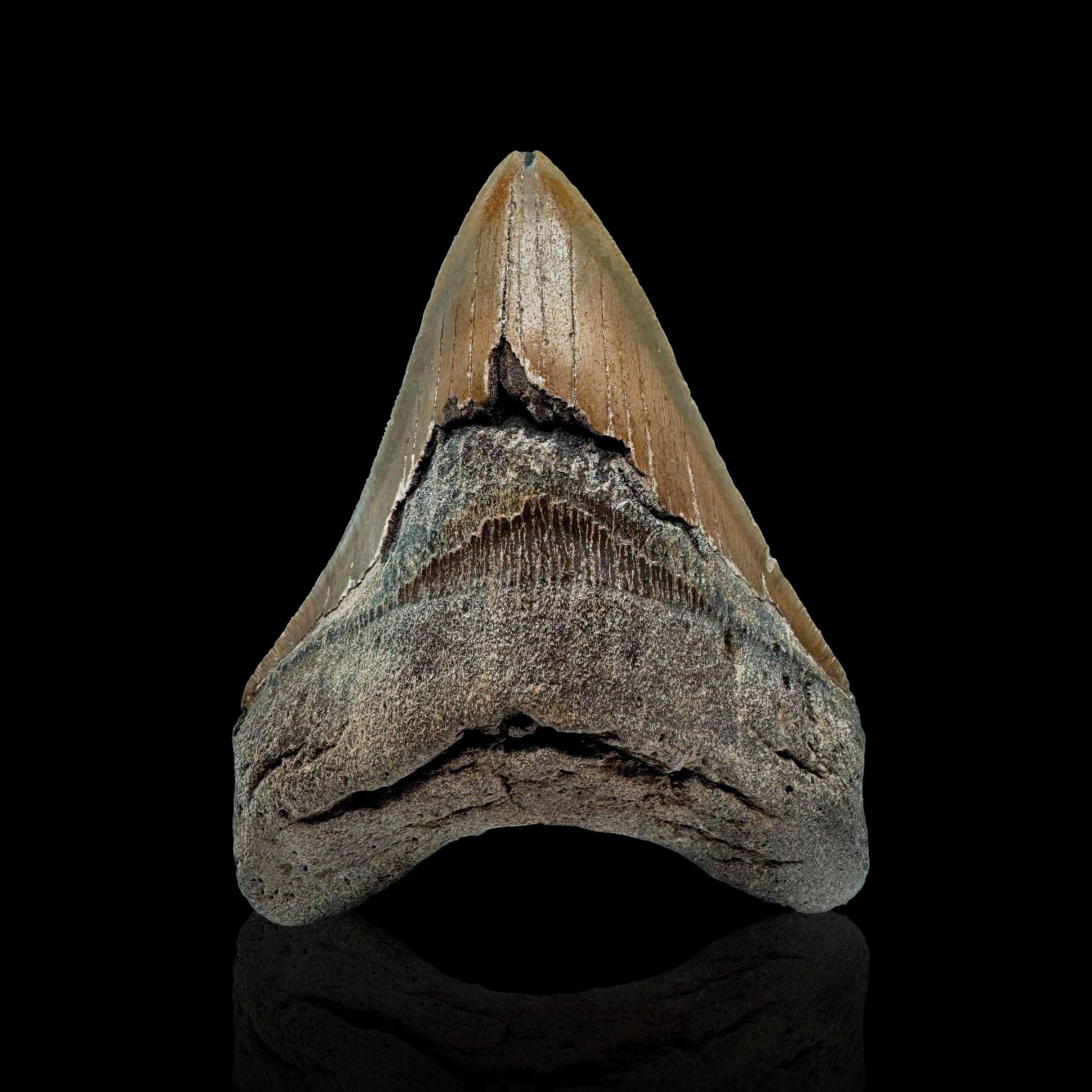 Cette énorme dent de mégalodon est vieille de cinq à dix millions d'années et provient de Caroline du Sud, aux États-Unis. Le mégalodon était le plus grand requin prédateur ayant jamais vécu. Atteignant une longueur de 70 pieds ou plus, ces