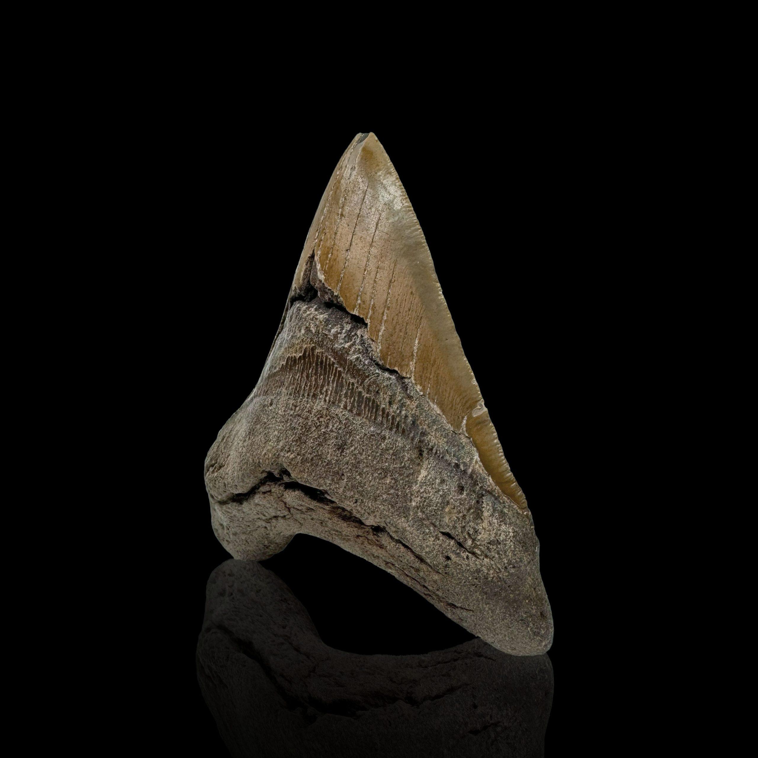 dent de requin fossile prix