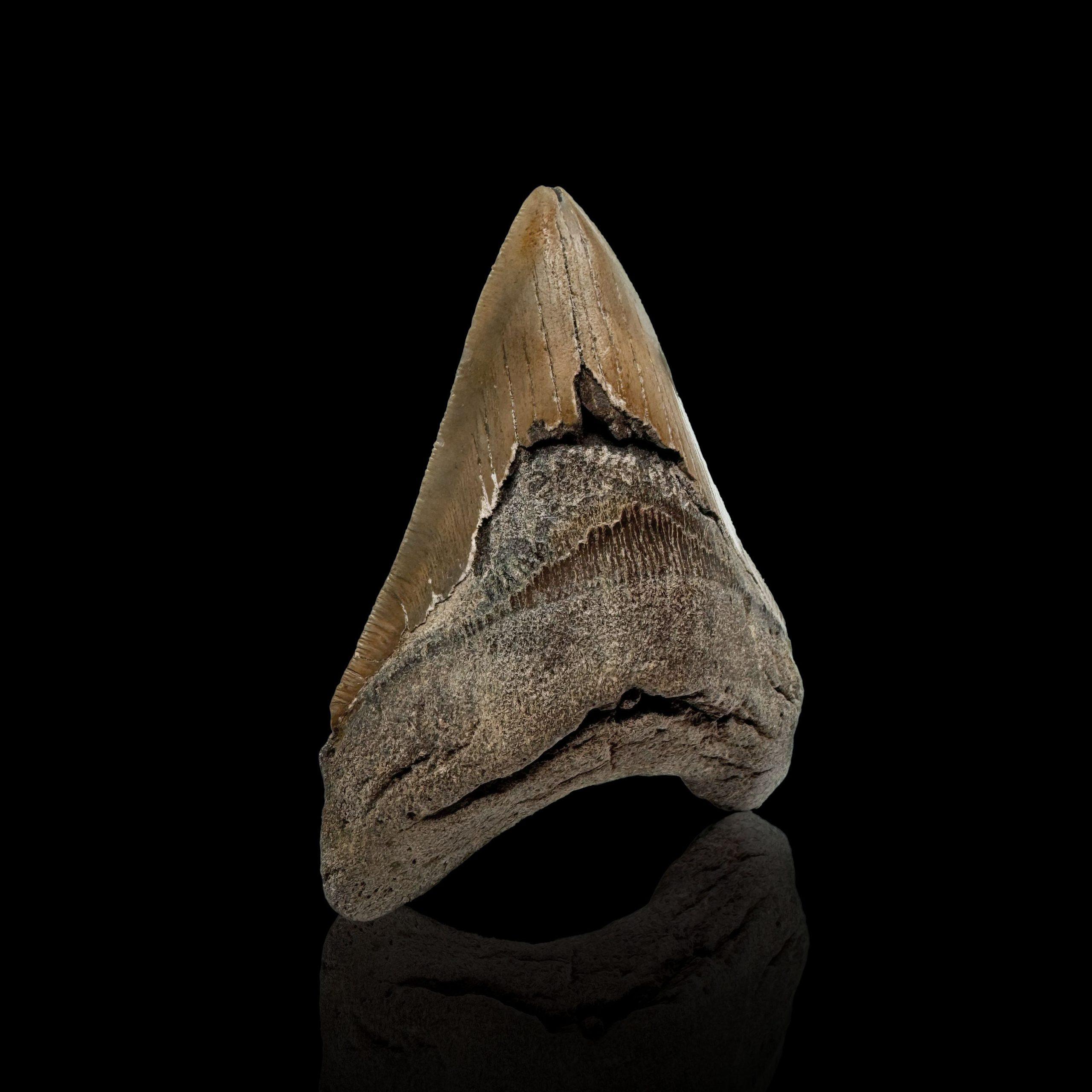 vrai dent de megalodon prix