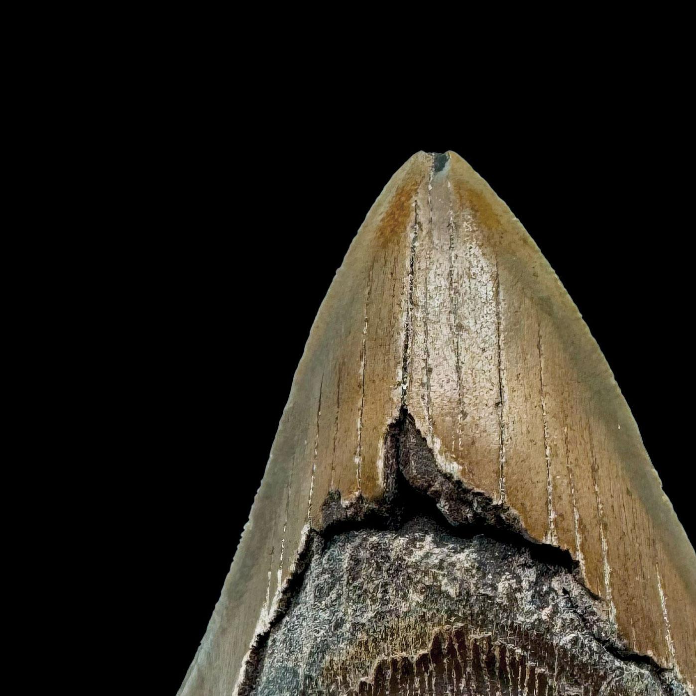Américain Dent de mégalodon //4.5