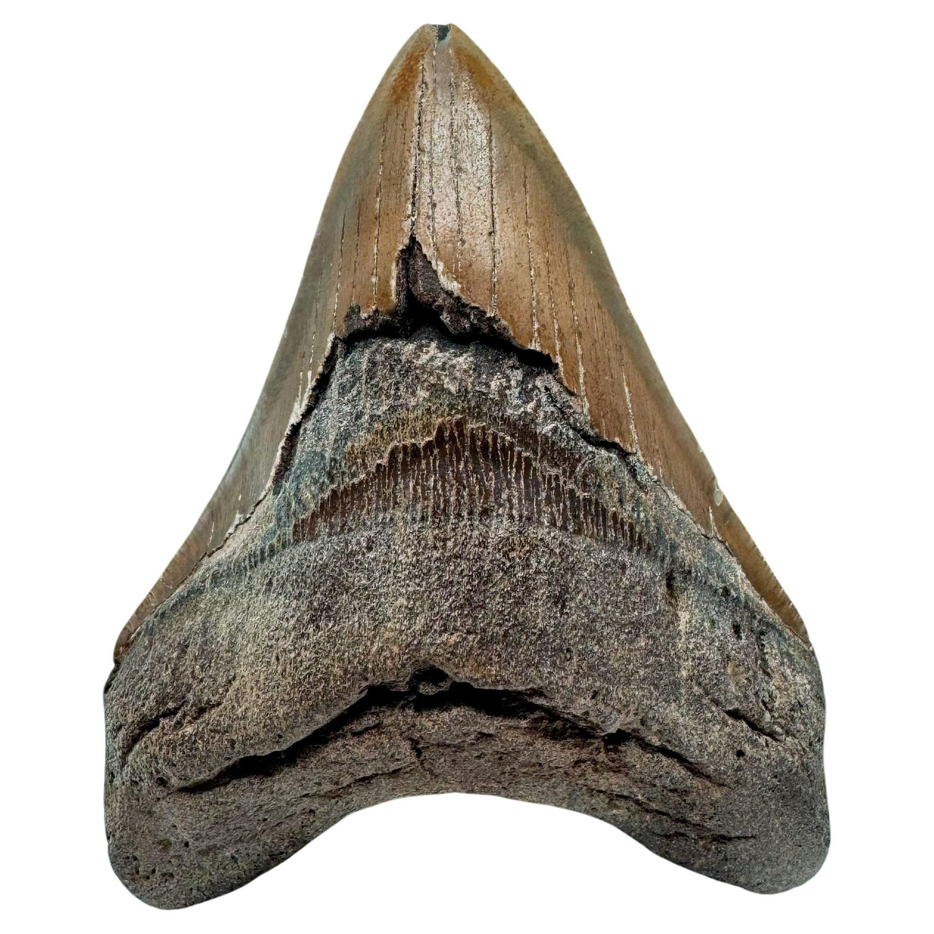 Megalodon Tooth //4.5" High
