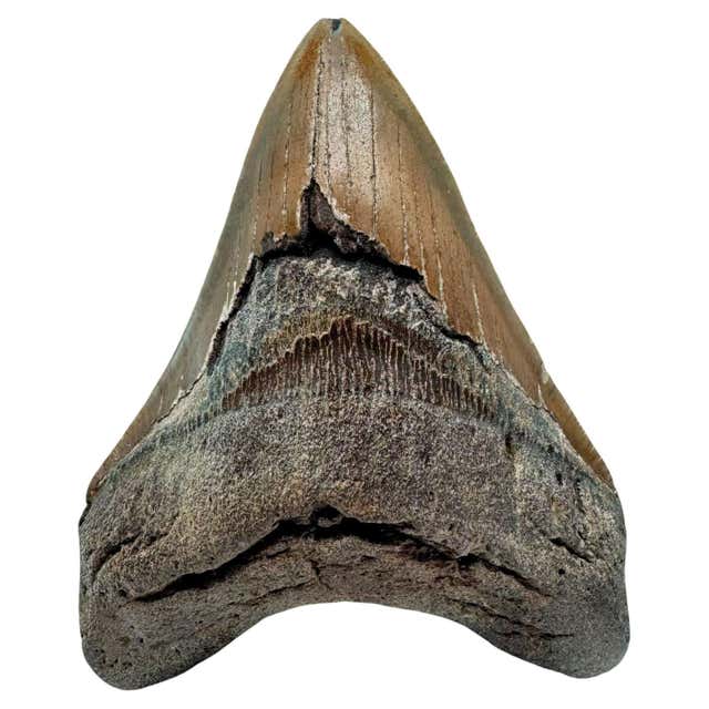 Megalodon Tooth //3.9" High For Sale at 1stDibs