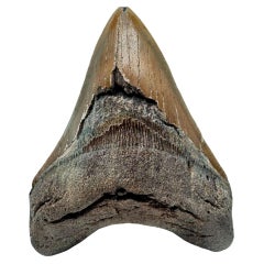 Antique Megalodon Tooth //4.5" High