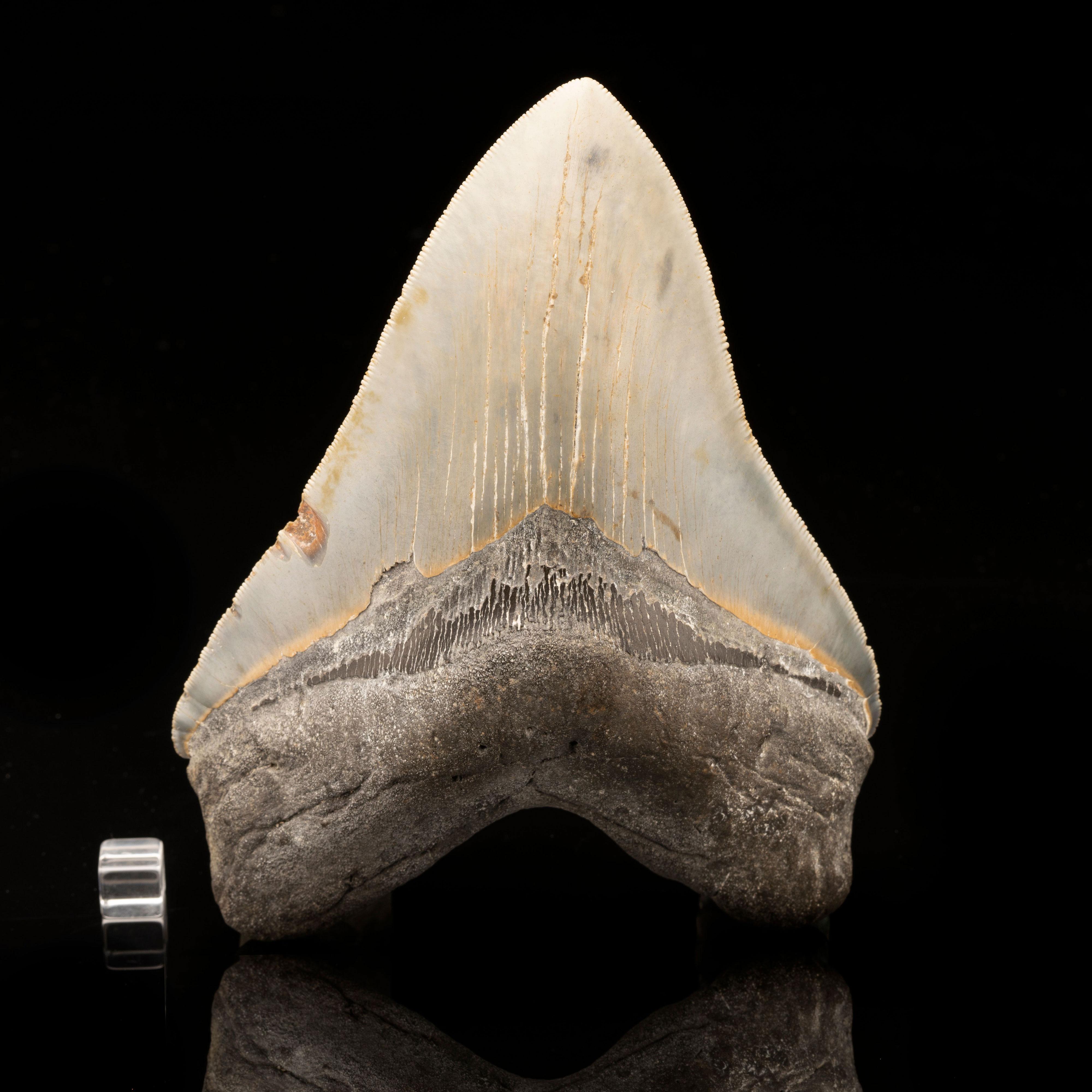 South Carolina, USA

This huge megalodon tooth is five to ten million years old out of South Carolina, USA. The megalodon was the biggest predatory shark to ever live. Reaching lengths of 70 feet or more, these behemoths ruled the oceans for more