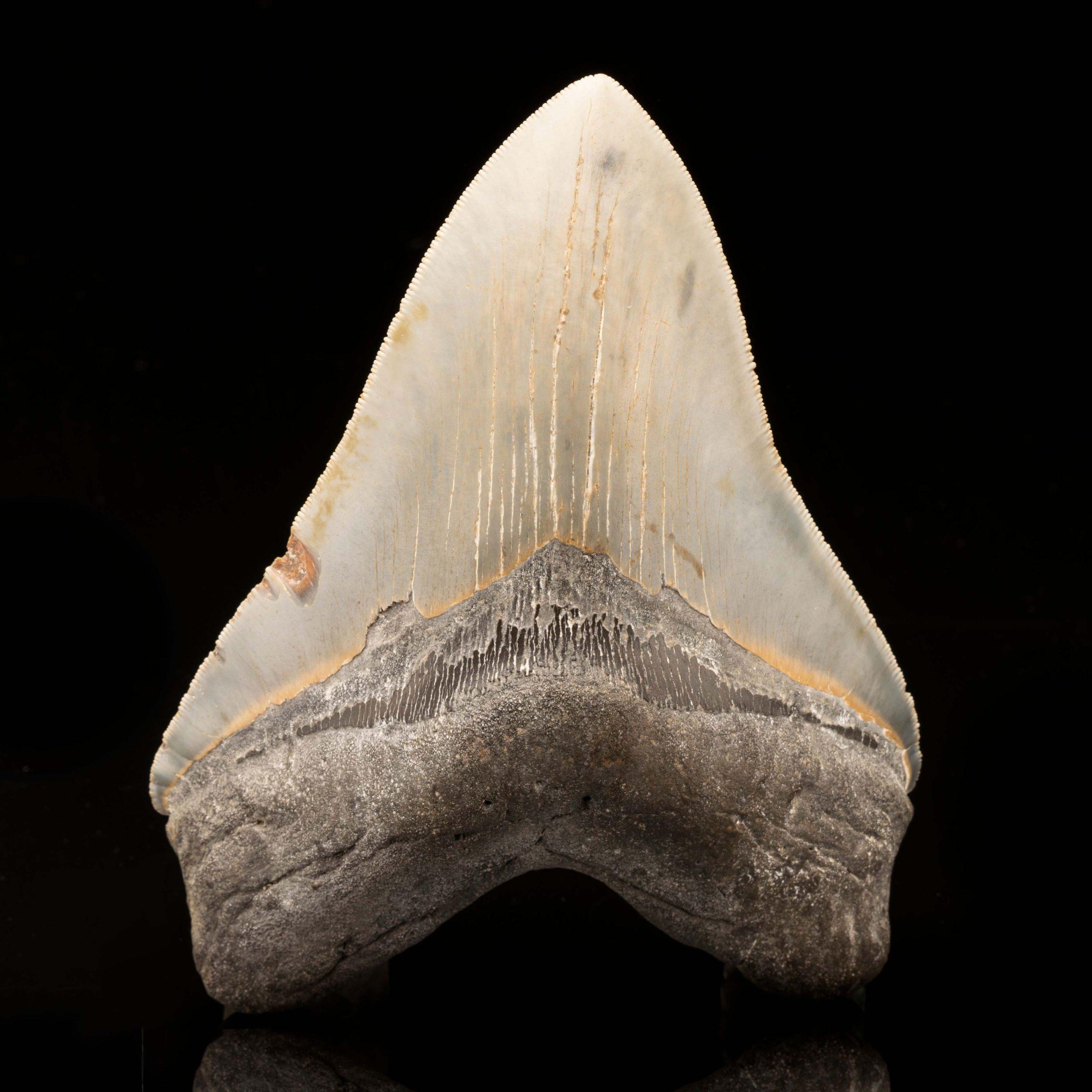 American Megalodon Tooth // 6-1/8″ High
