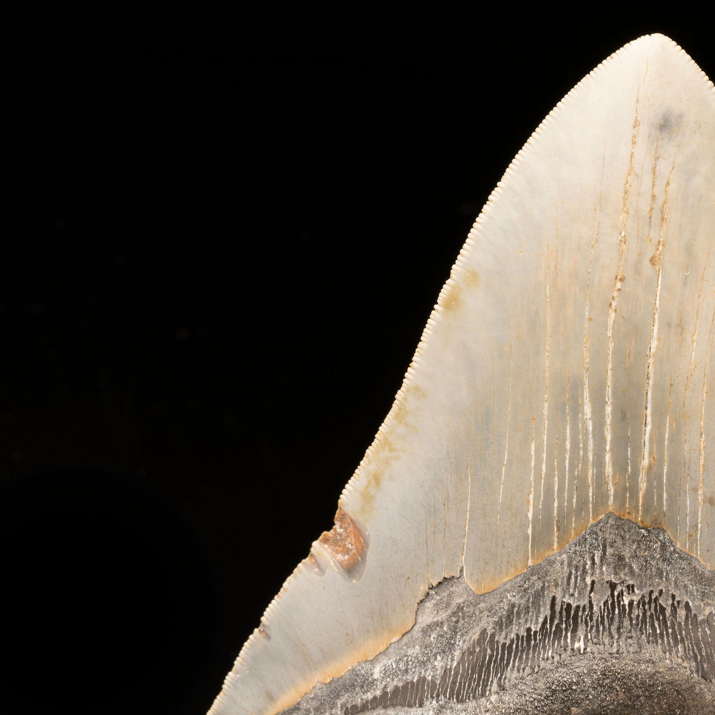 Megalodon Tooth // 6-1/8″ High In New Condition In New York, NY