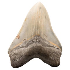 Dent de mégalodon // 6-1/8″ de haut