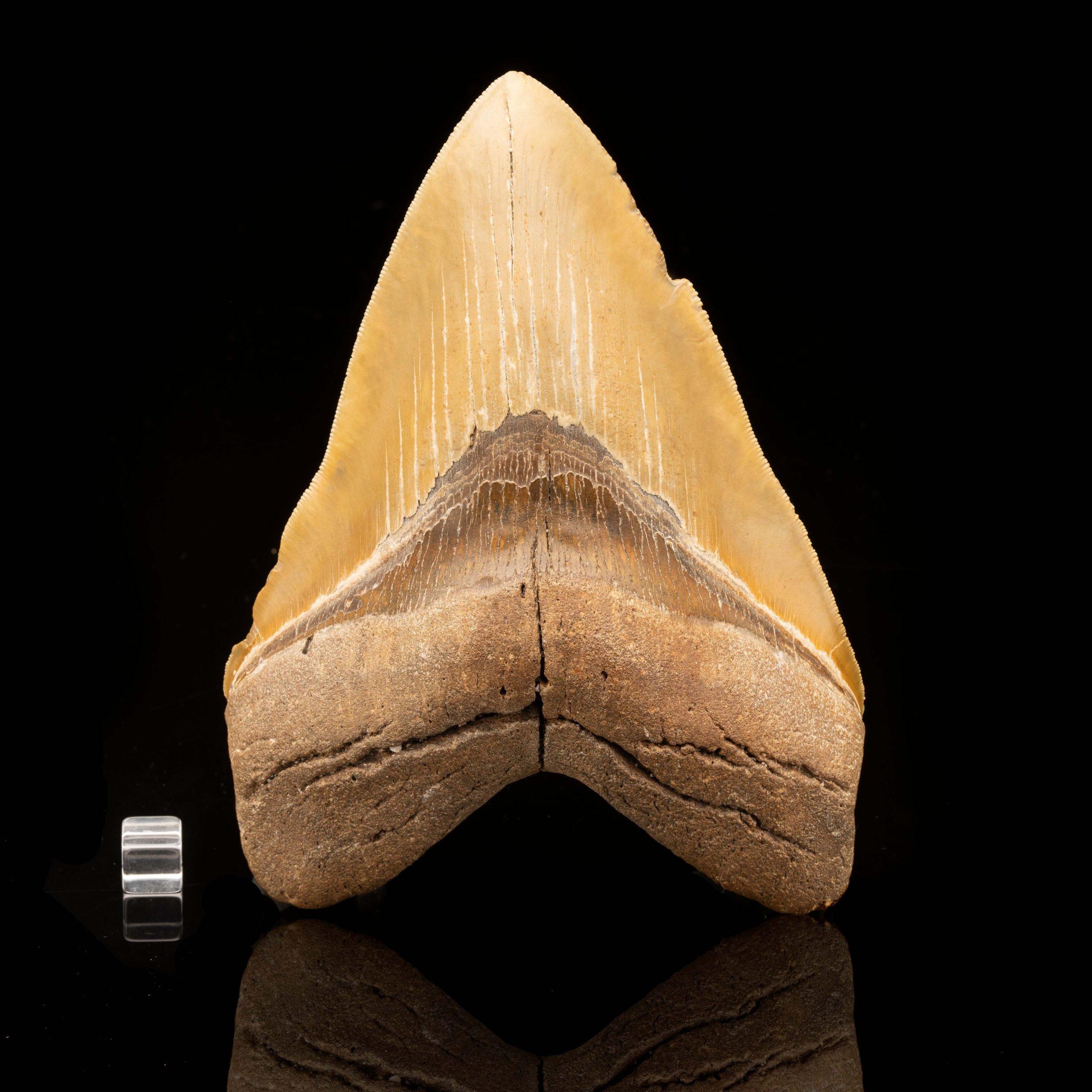South Carolina, USA

This huge megalodon tooth is five to ten million years old out of South Carolina, USA. The megalodon was the biggest predatory shark to ever live. Reaching lengths of 70 feet or more, these behemoths ruled the oceans for more