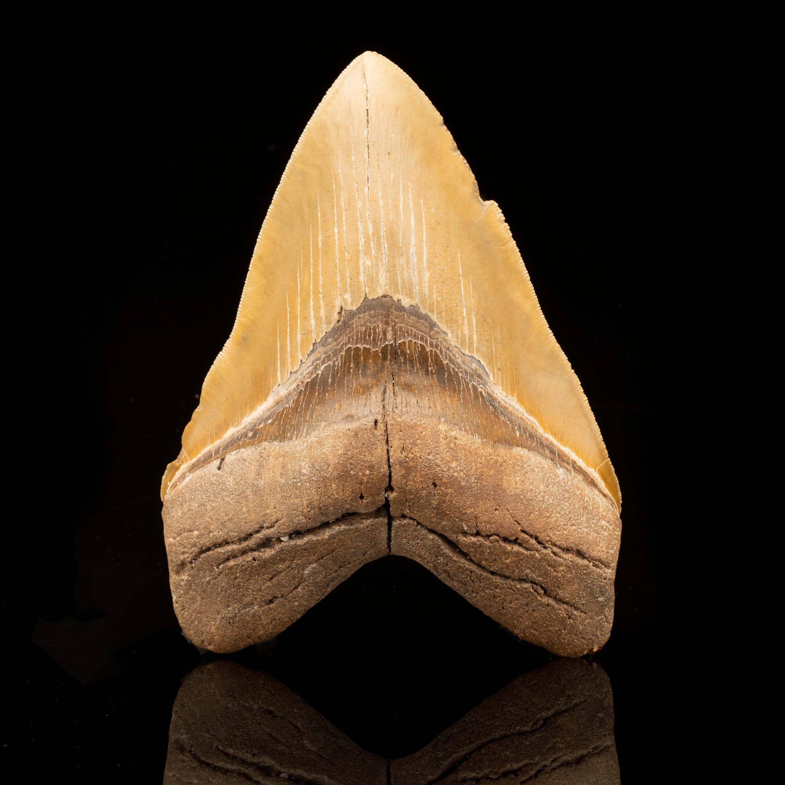 American Megalodon Tooth // 6″ High // Ver. 2 For Sale