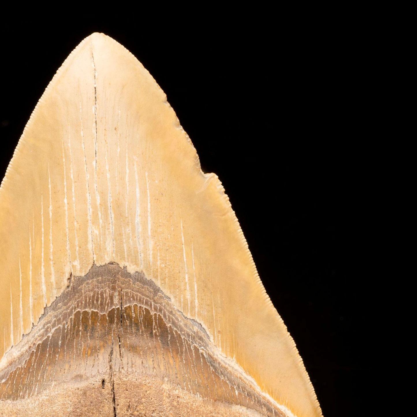 Megalodon Tooth // 6″ High // Ver. 2 In New Condition For Sale In New York, NY