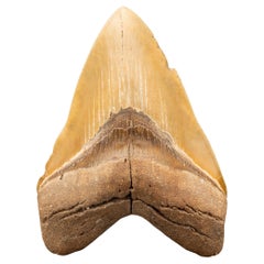 Megalodon Tooth // 6″ High // Ver. 2