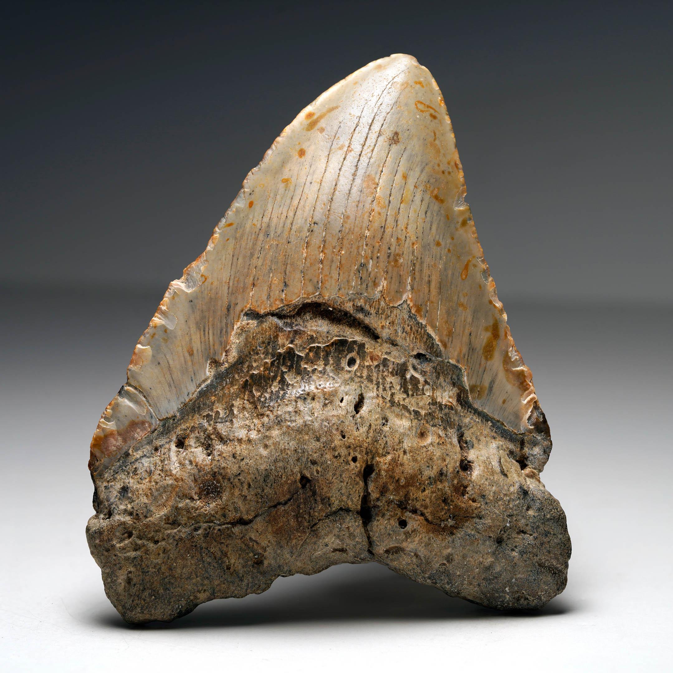 This Megalodon tooth originates from the fossil-rich coastal deposits of South Carolina, a locality long celebrated for yielding some of the finest examples of these prehistoric treasures. Measuring 4.25 inches tall, the specimen displays excellent