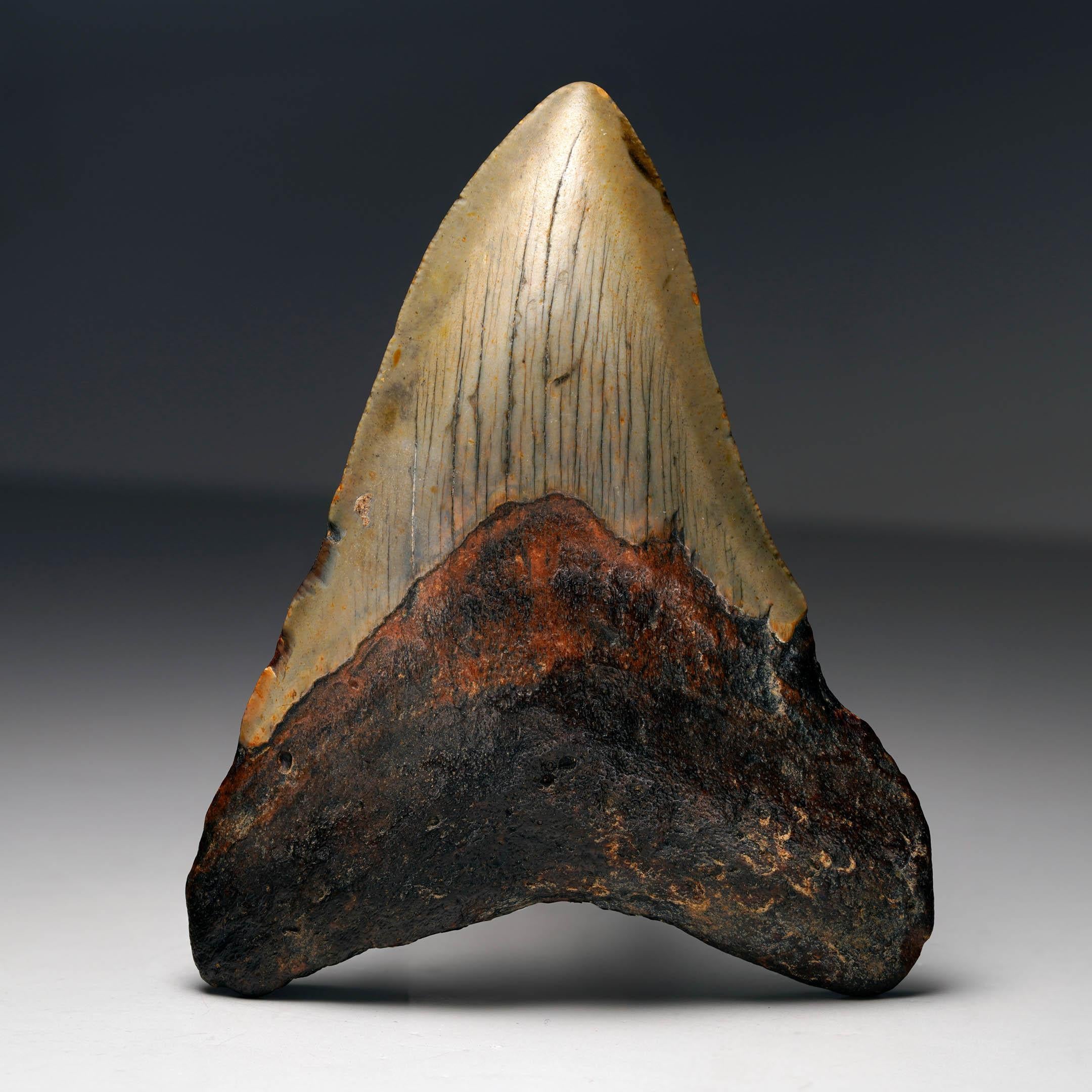 This authentic Megalodon tooth was recovered from the fossil-rich coastal deposits of South Carolina, a region celebrated for yielding some of the finest examples of this prehistoric shark’s legacy. Measuring 3.5 inches long by 4.13 inches high and