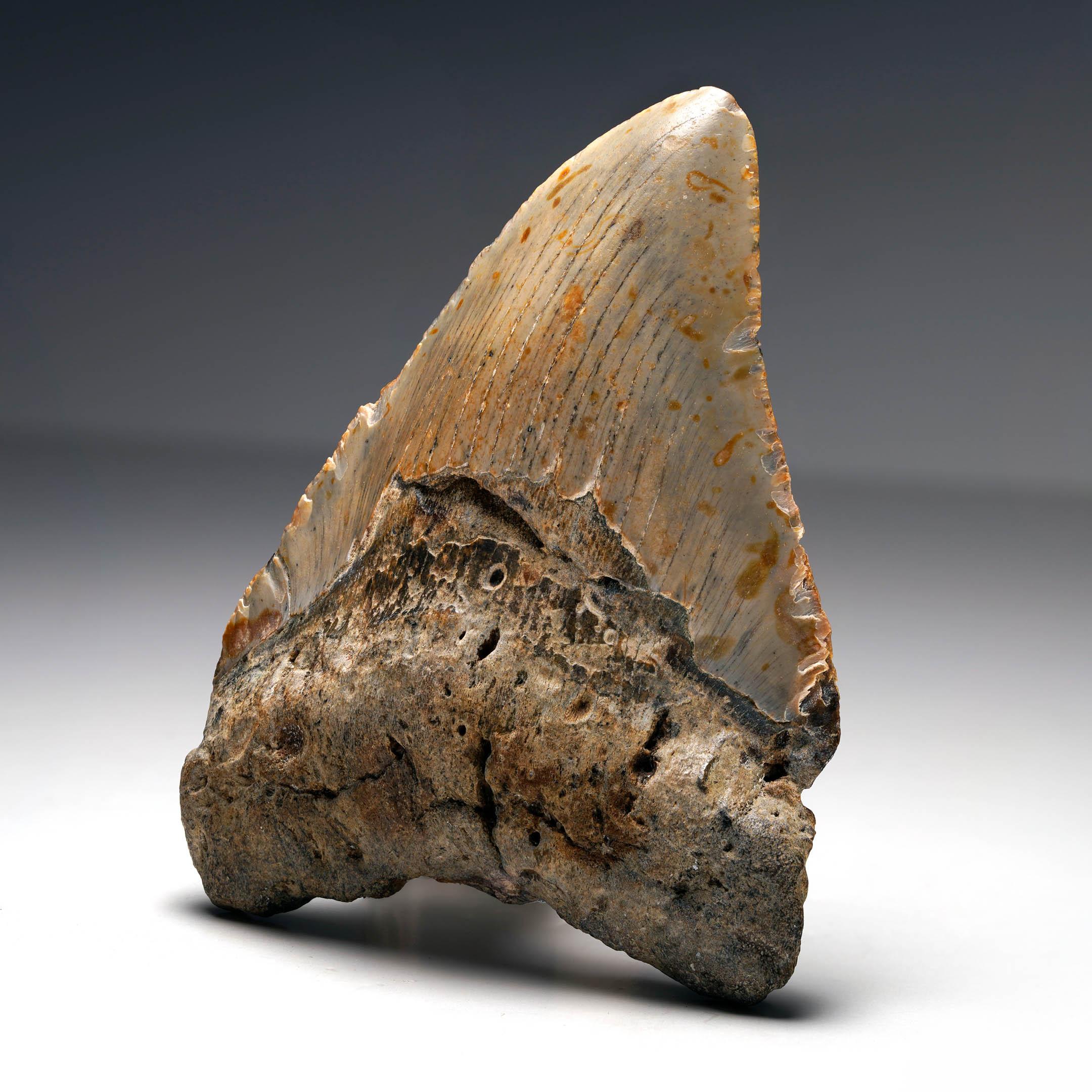 American Megalodon Tooth For Sale