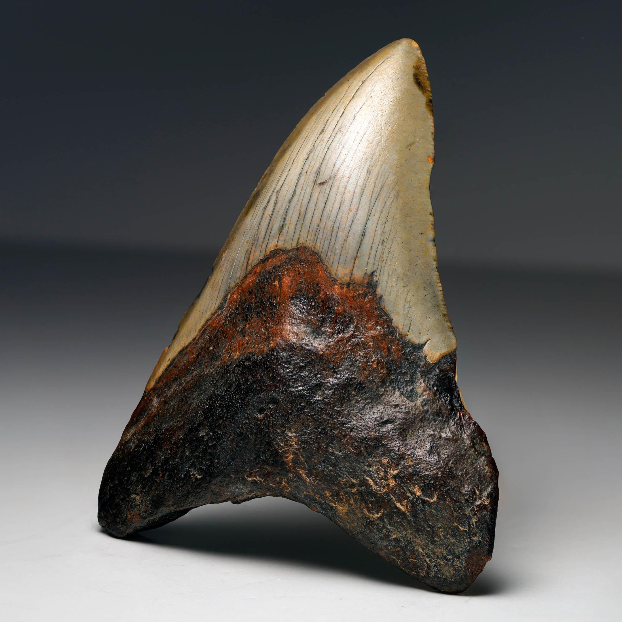 American Megalodon Tooth For Sale