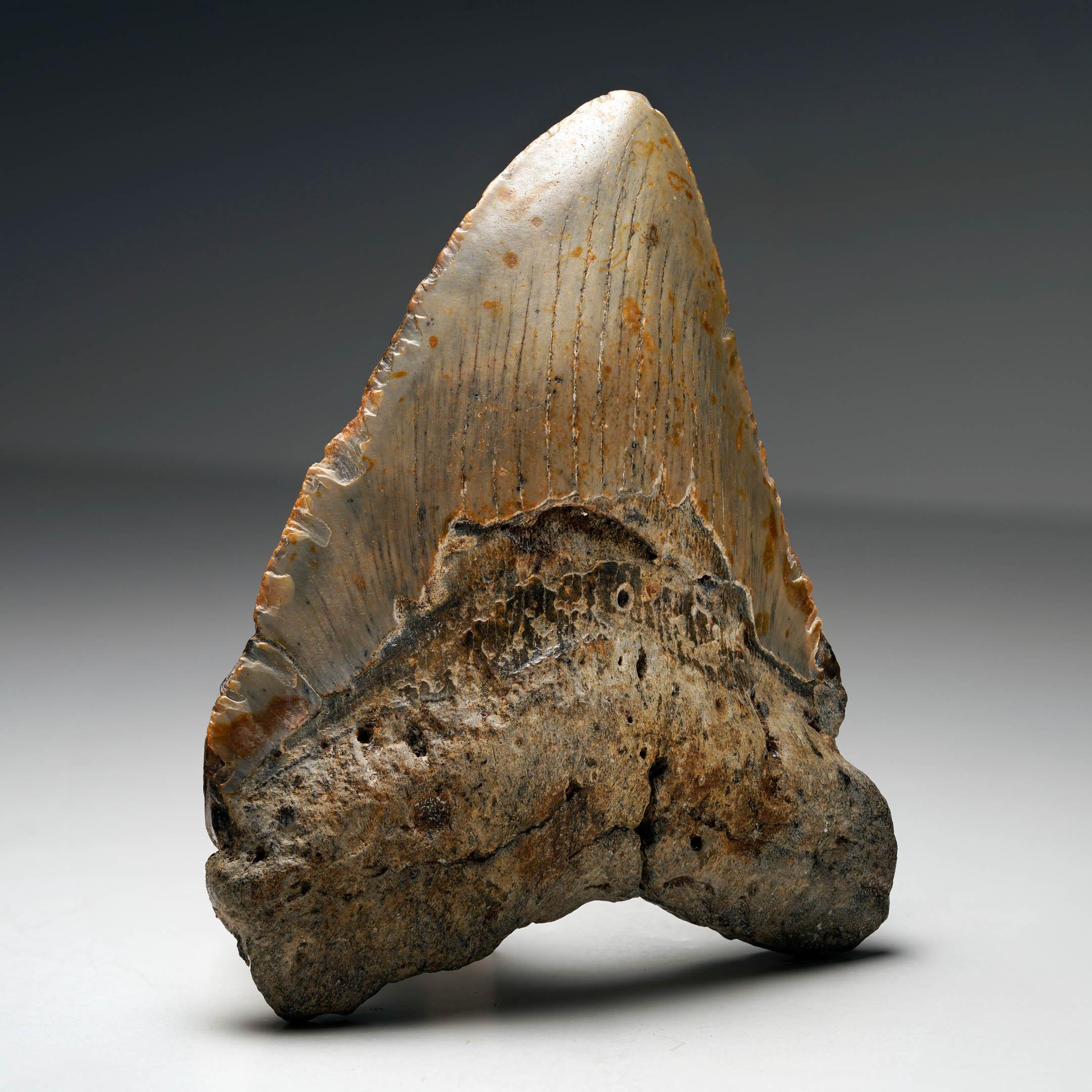 Megalodon Tooth In Excellent Condition For Sale In New York, NY