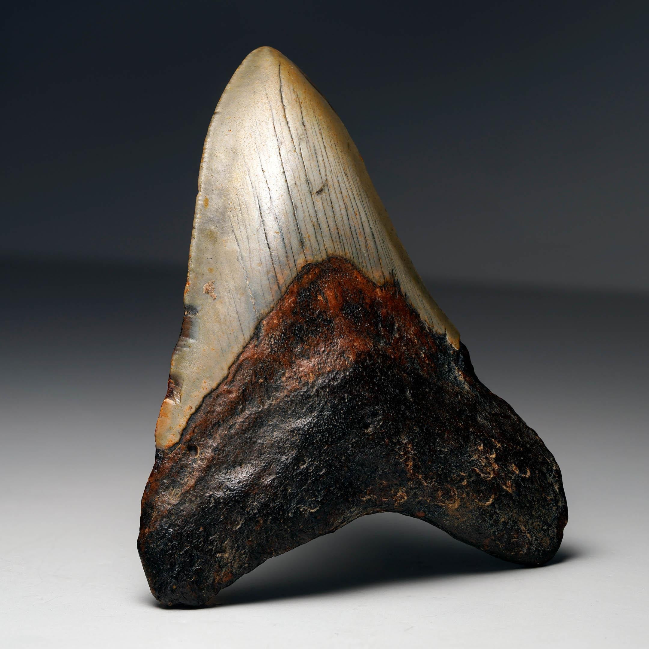 Megalodon Tooth In Excellent Condition For Sale In New York, NY