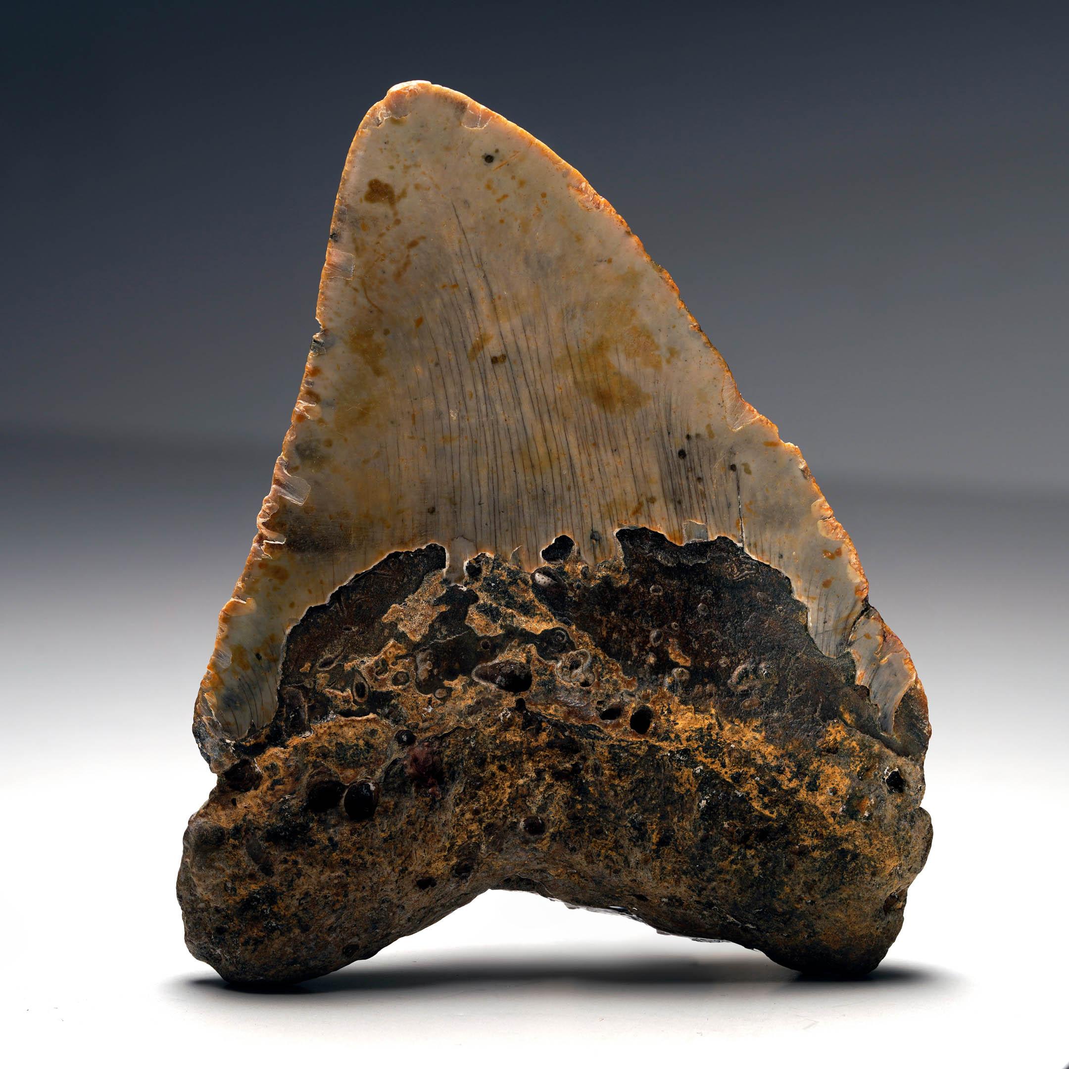18th Century and Earlier Megalodon Tooth For Sale