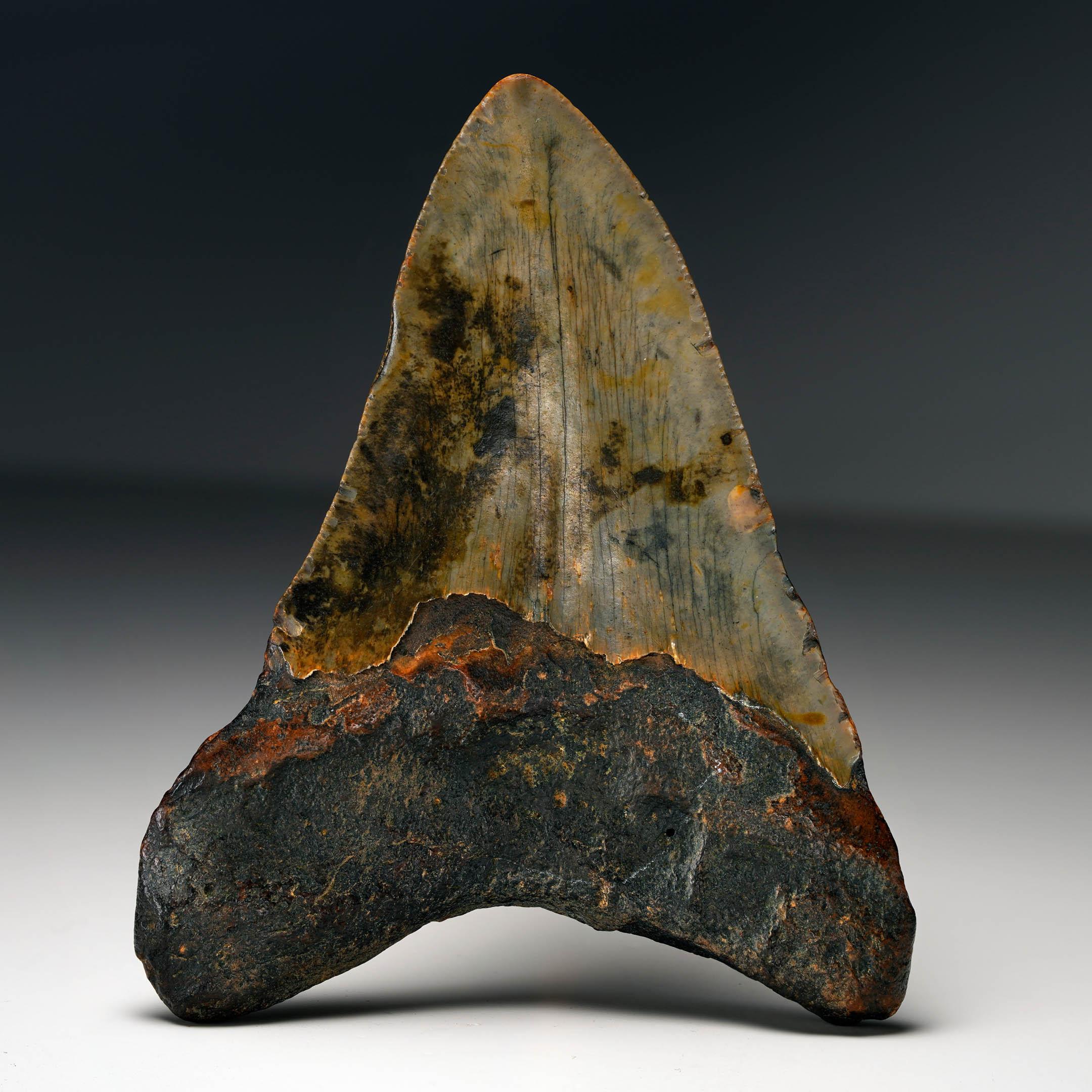 18th Century and Earlier Megalodon Tooth For Sale