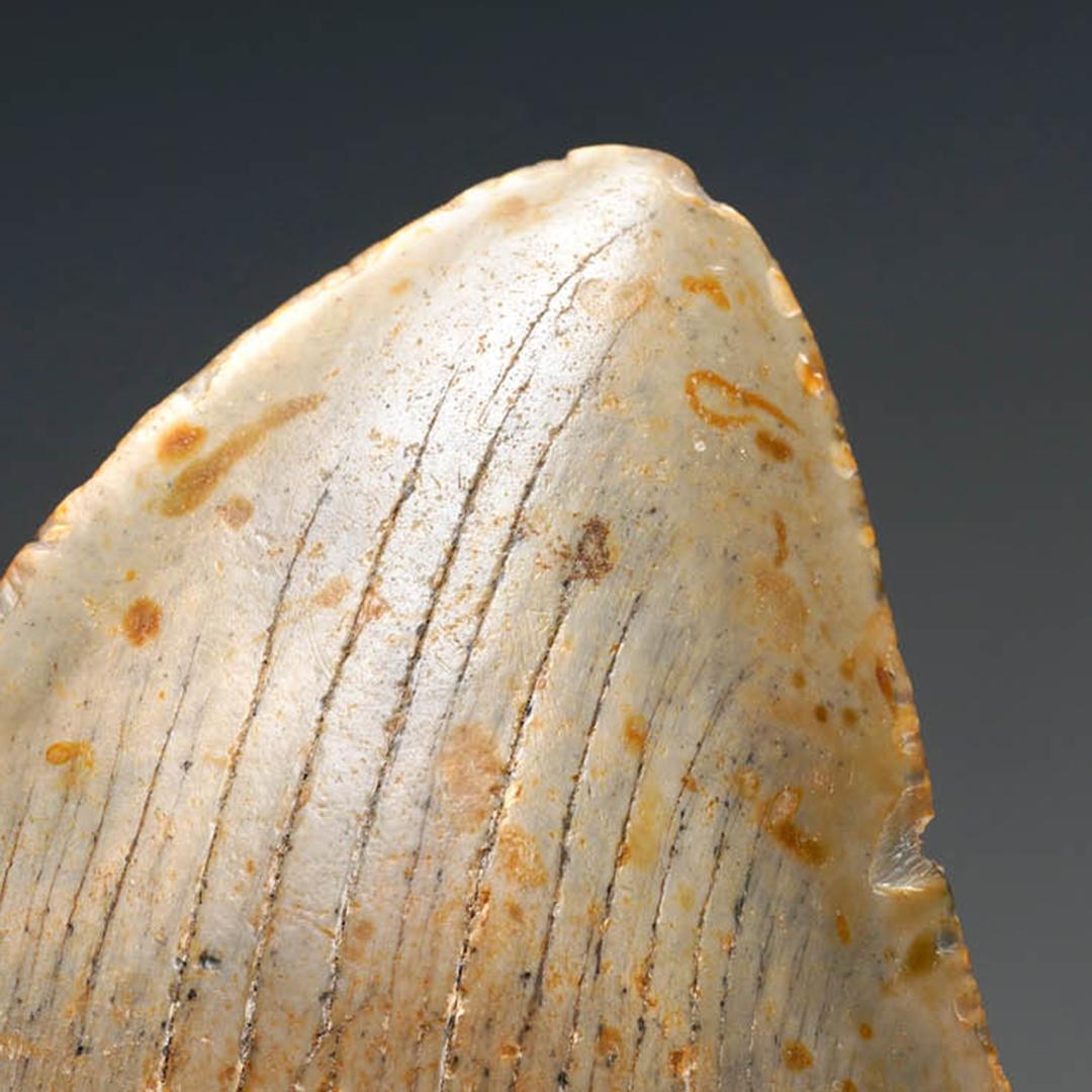 Other Megalodon Tooth For Sale