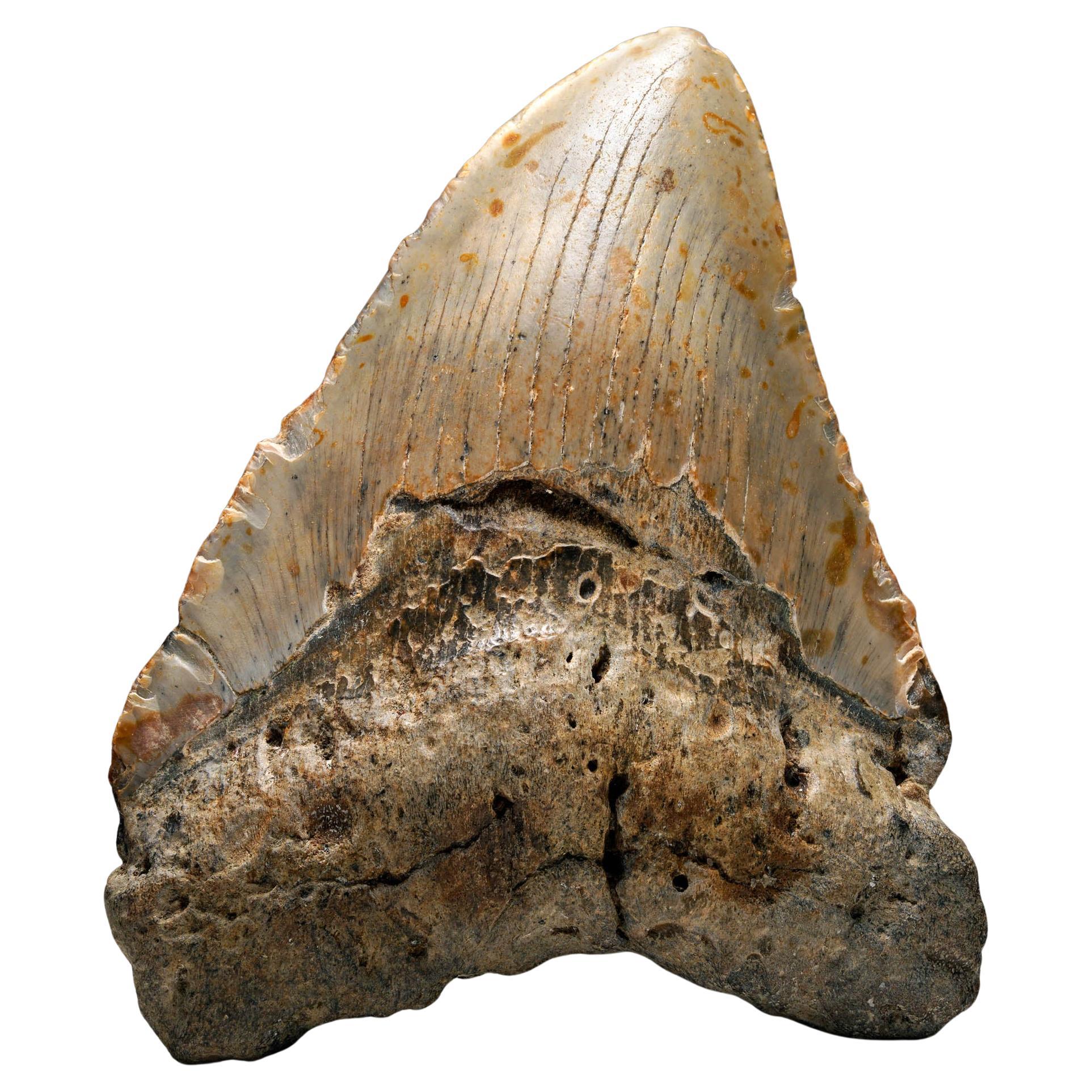Megalodon Tooth