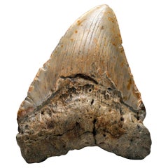 Megalodon Tooth