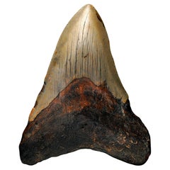 Megalodon Tooth