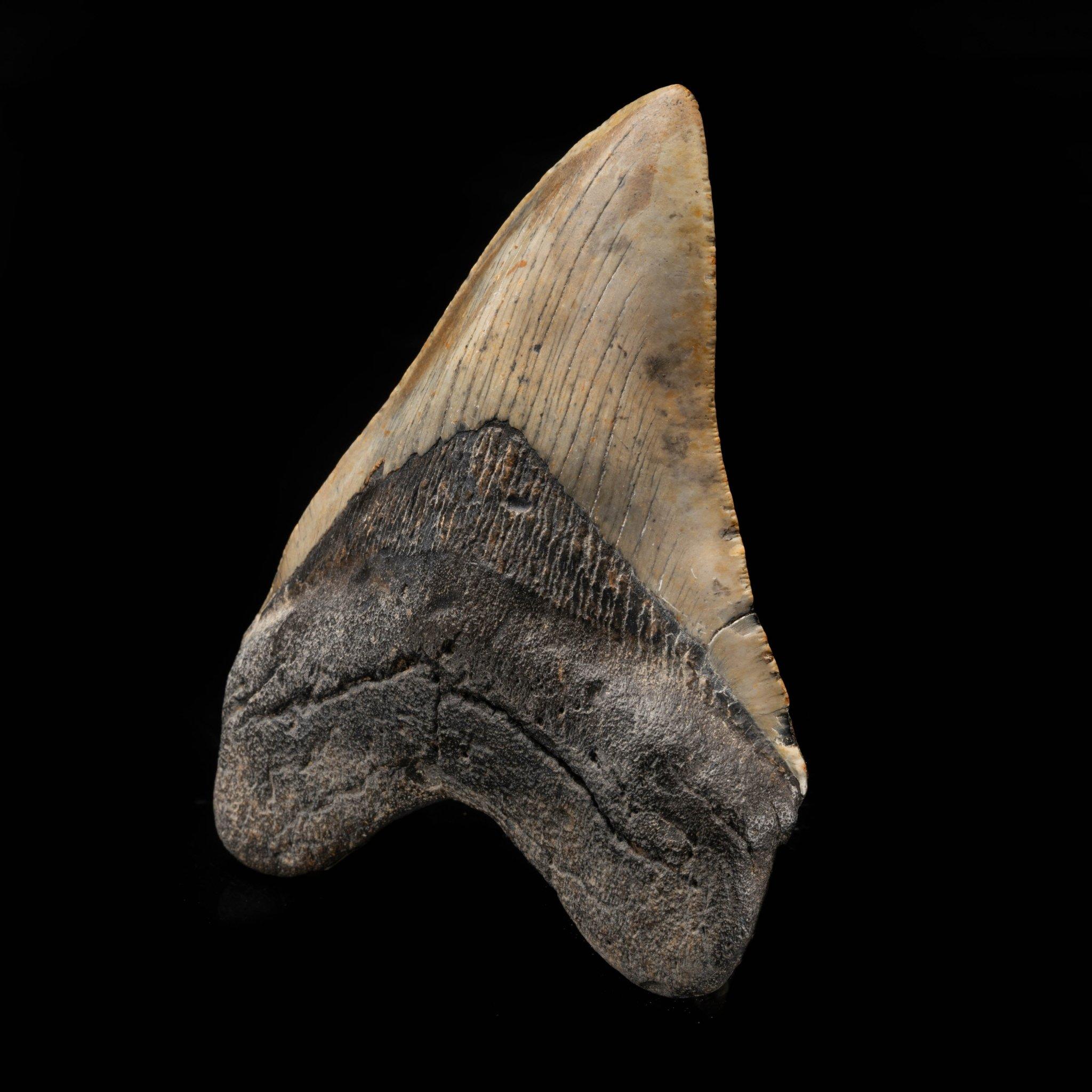 American Megalodon Tooth From South Carolina, USA // 5