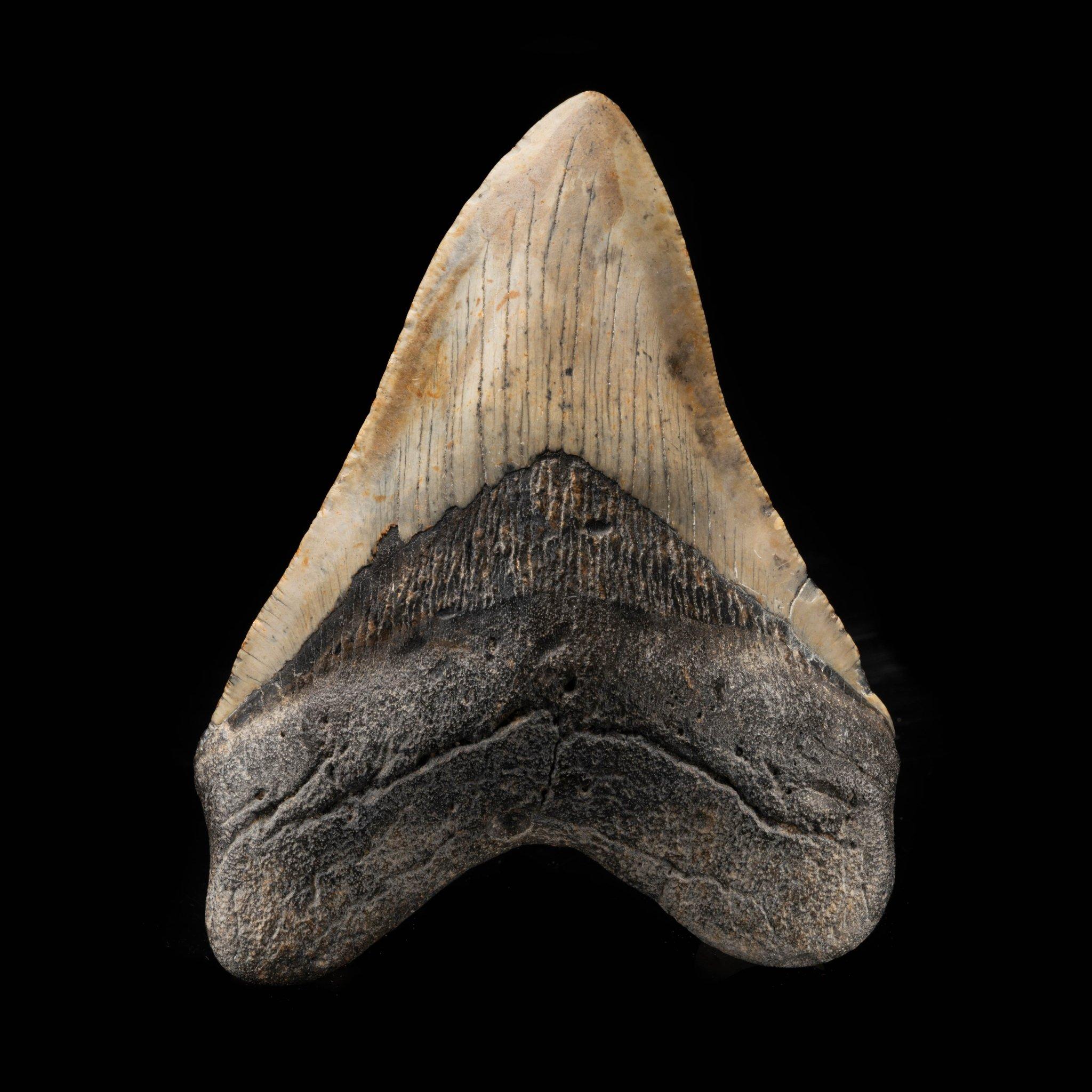 Megalodon Tooth From South Carolina, USA // 5