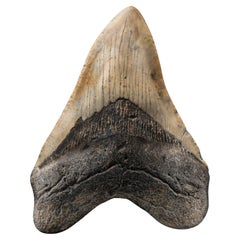 Megalodon Tooth From South Carolina, USA // 5" High // 5-10 Million Years Old
