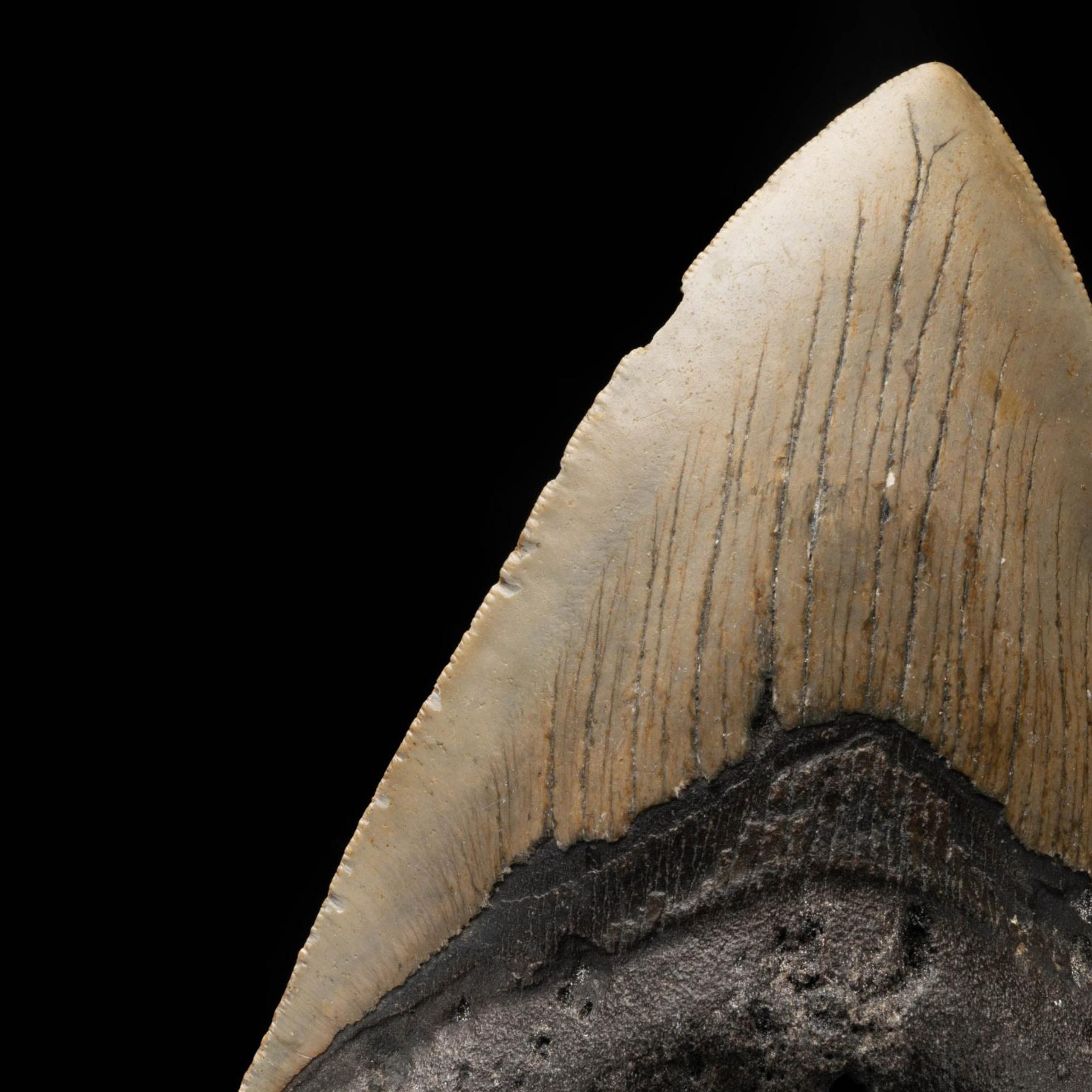 American Megalodon Tooth From South Carolina, USA // 5