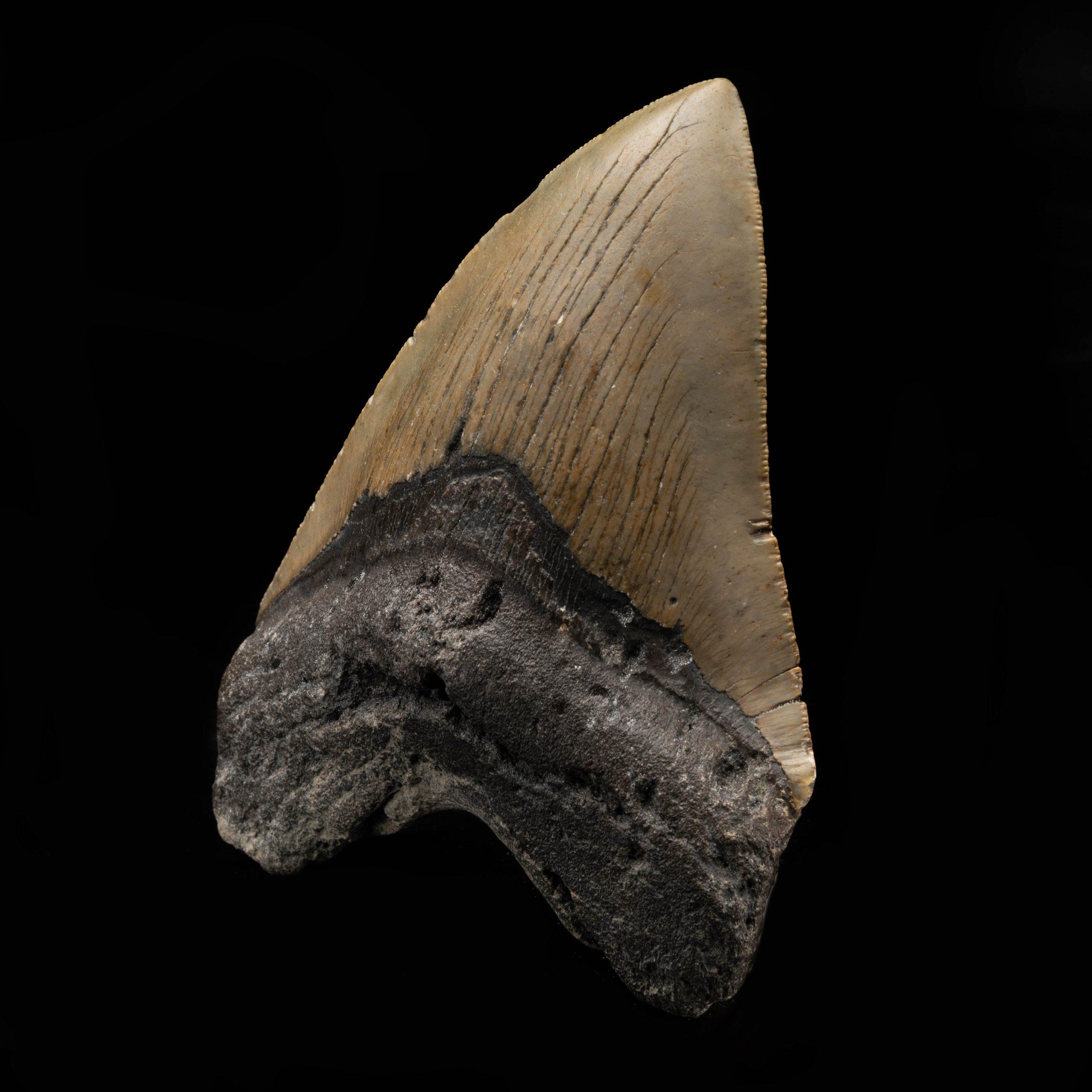 Megalodon Tooth From South Carolina, USA // 5
