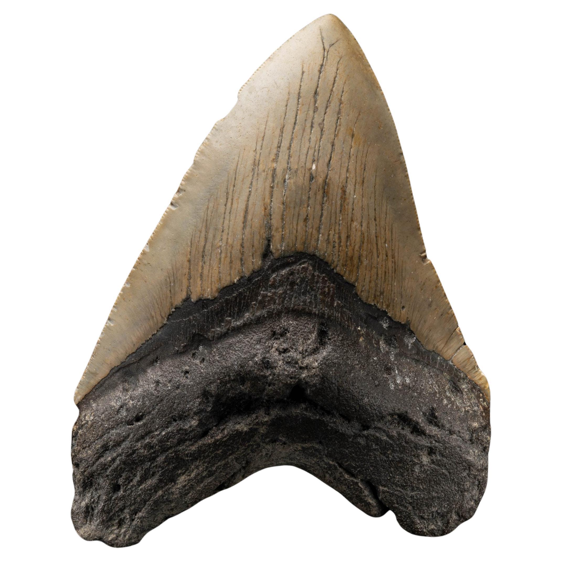 Megalodon Tooth From South Carolina, USA // 5" High // Ver. 2 For Sale