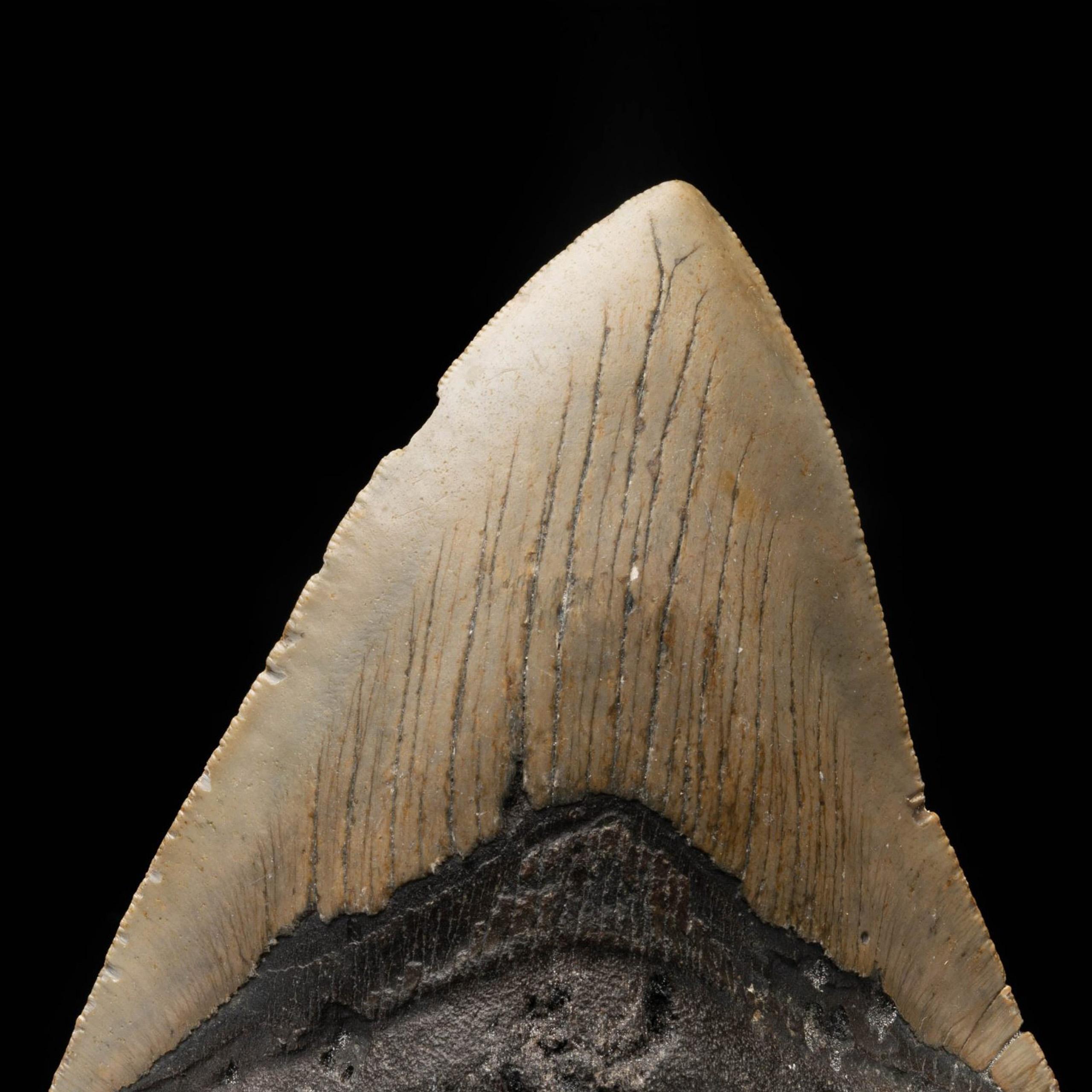 American Megalodon Tooth From South Carolina, USA // 5.25