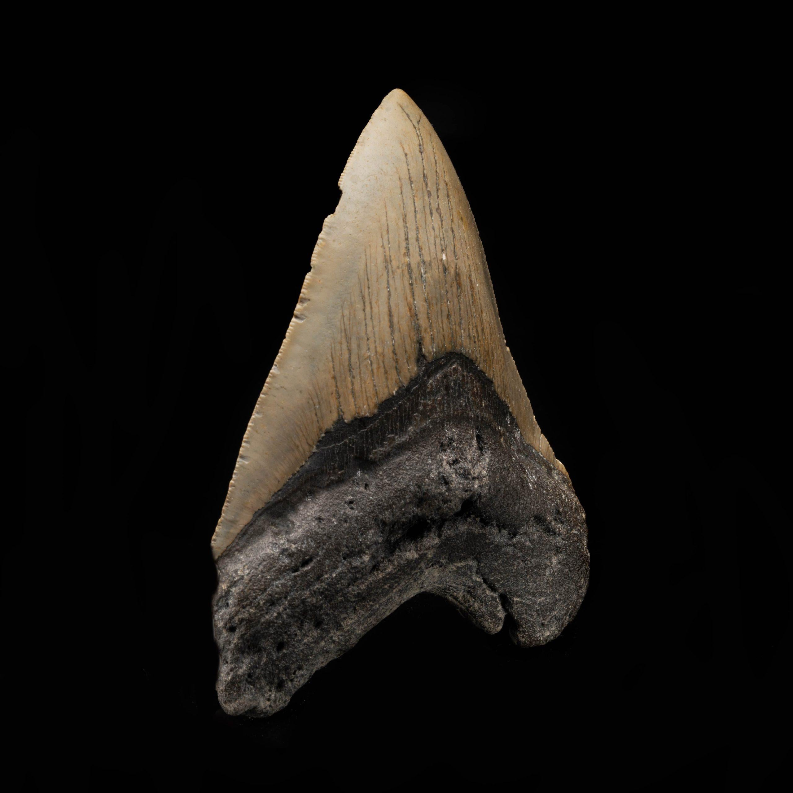 18th Century and Earlier Megalodon Tooth From South Carolina, USA // 5.25