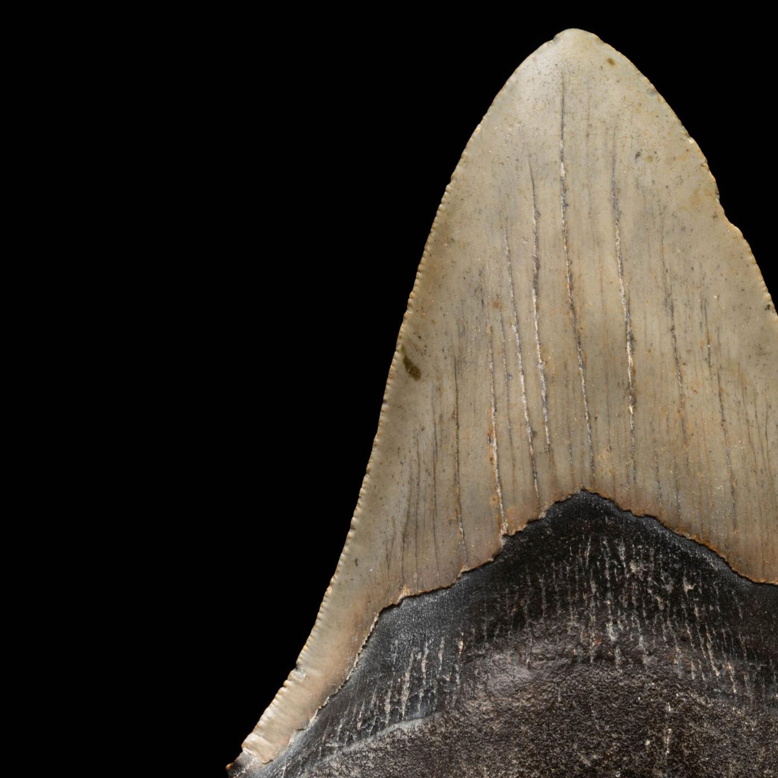 Dieser riesige, 5,67 Zoll große Megalodon-Zahn aus South Carolina, USA, ist fünf bis zehn Millionen Jahre alt. Der Megalodon war der massivste Raubhai, der je gelebt hat. Mit einer Länge von 70 Fuß und mehr beherrschten diese Giganten die Ozeane