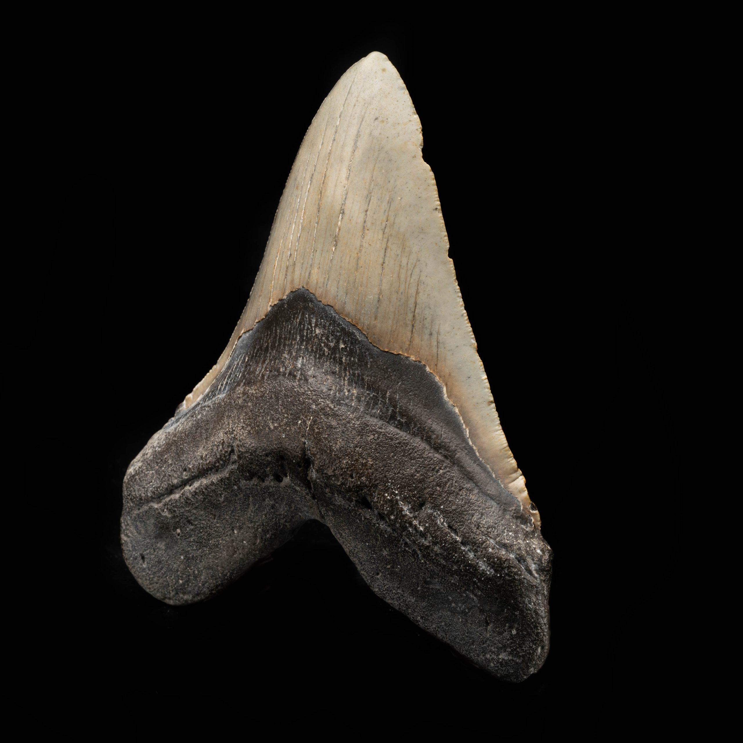 American Megalodon Tooth From South Carolina, USA // 5.67