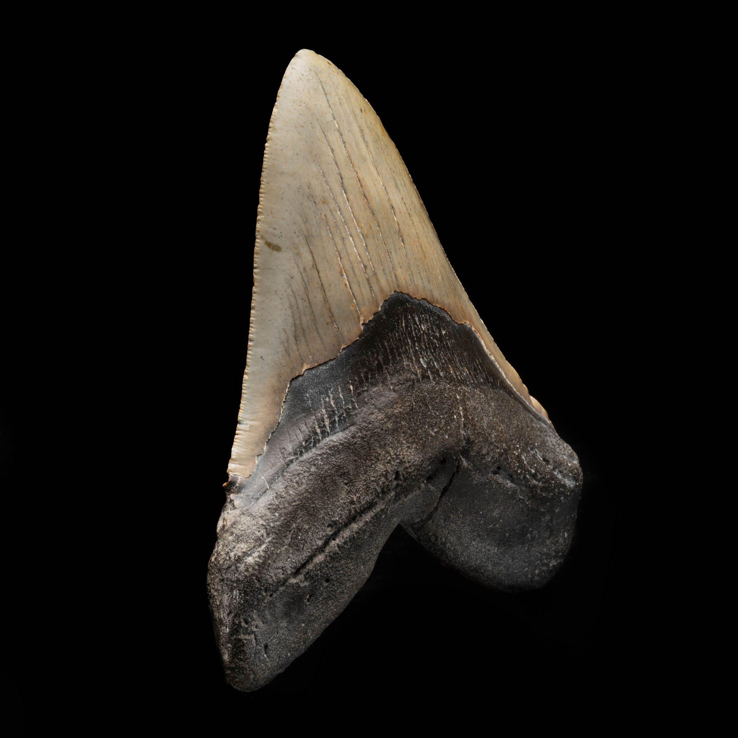 Megalodon-Kragen aus South Carolina, USA // 5,67