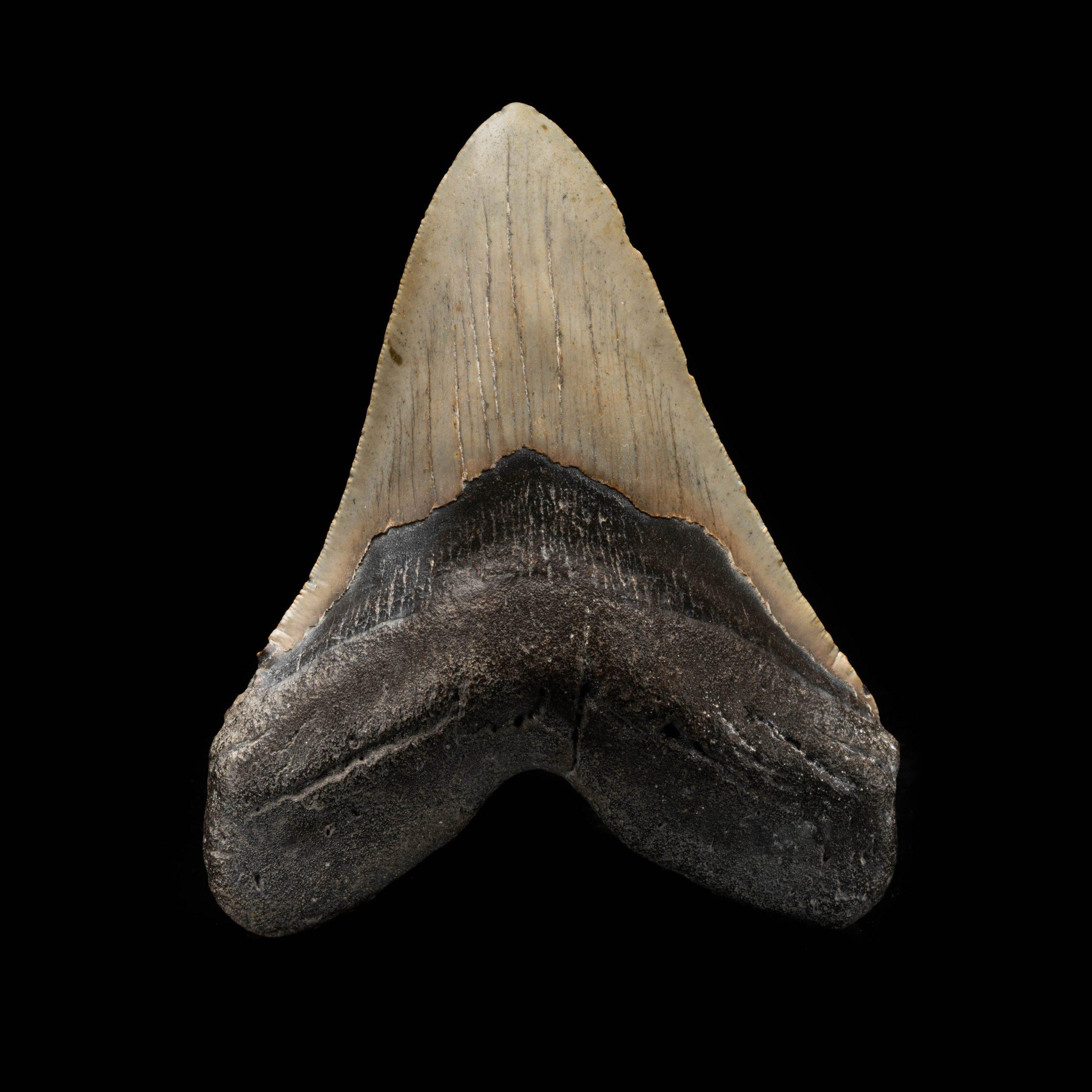 18th Century and Earlier Megalodon Tooth From South Carolina, USA // 5.67